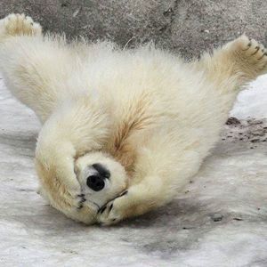 Meet your Posher, Tasha